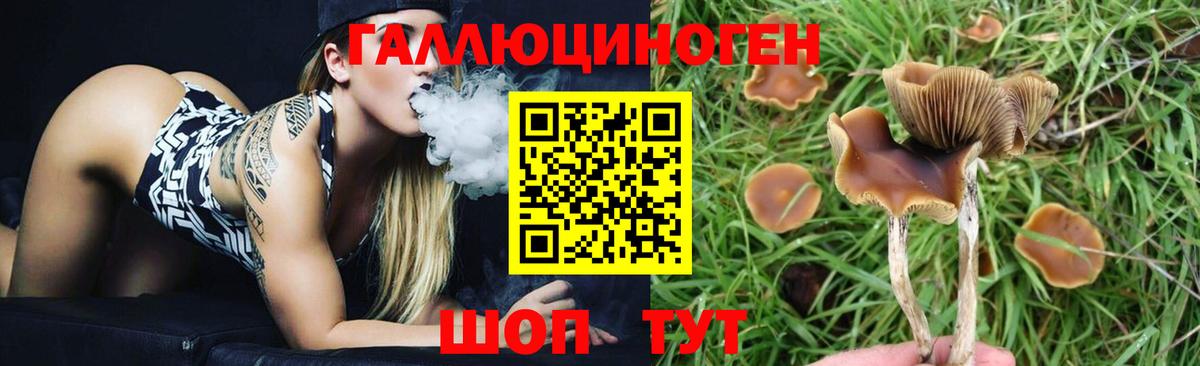 Дзержинский  Псилоцибиновые грибы Psilocybe  Вход с VPN  Галлюциногенные грибы мицелий 